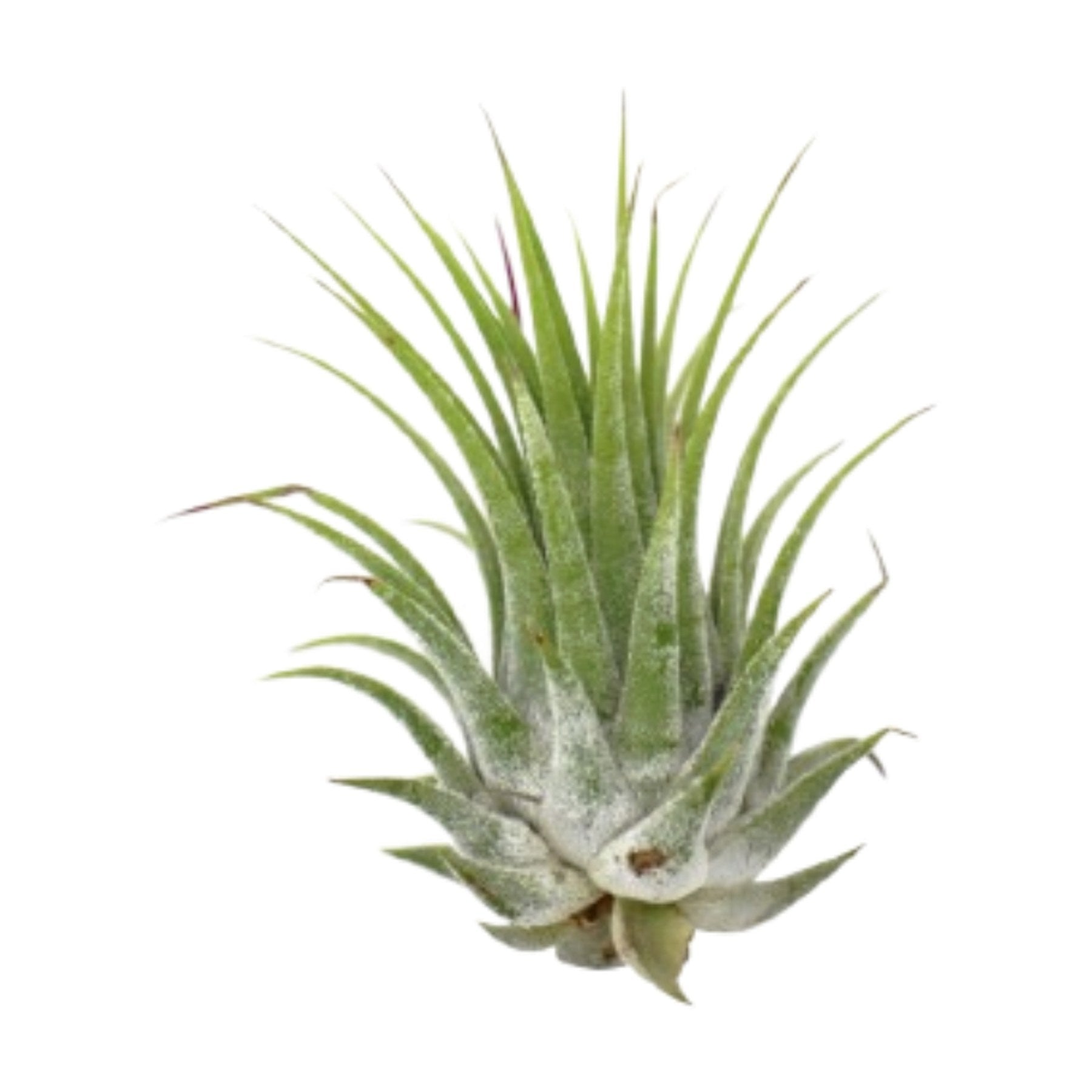 Tillandsia Air Plant Ionantha - 5 Pack