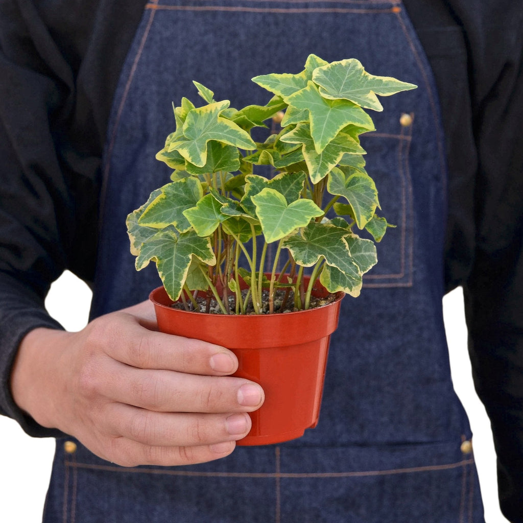 English Ivy Gold Child – view 3