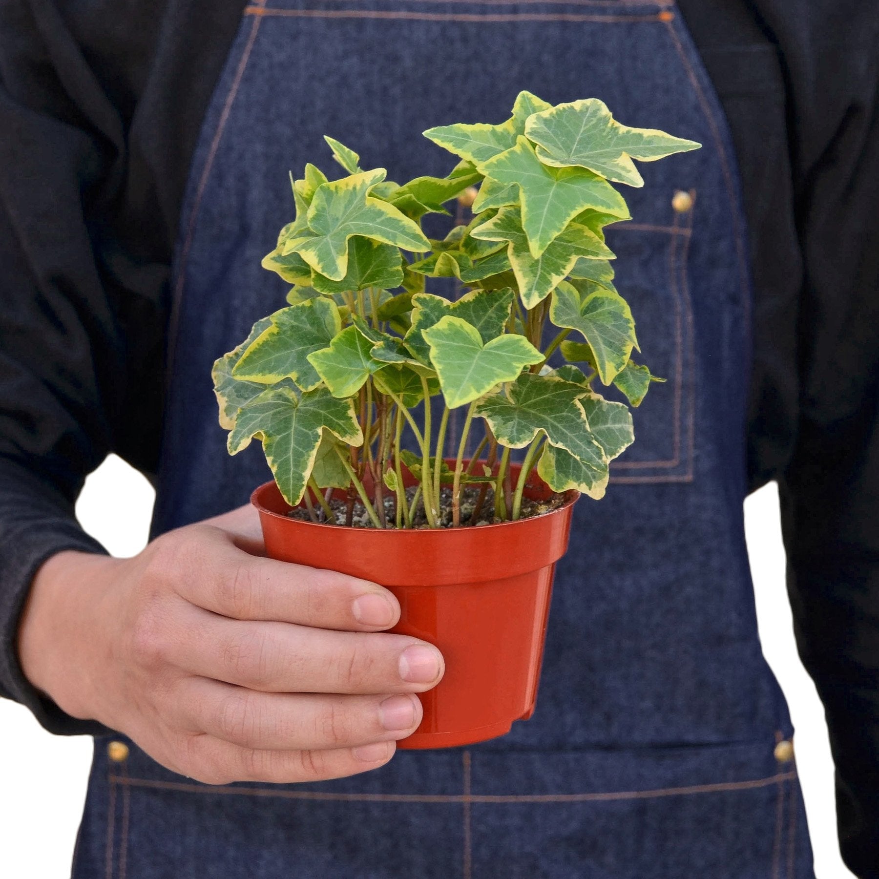 English Ivy Gold Child – view 3