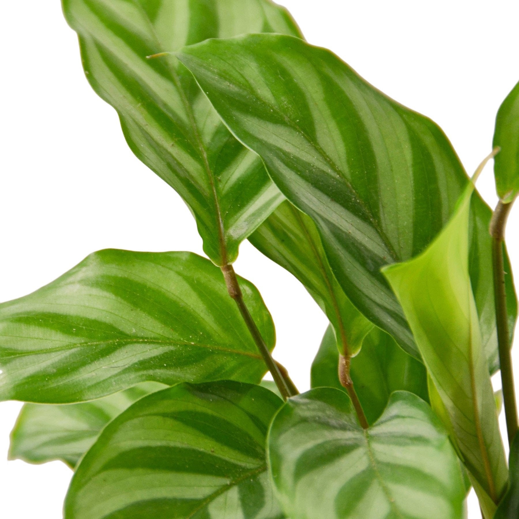 Calathea Concinna 'Freddie' – view 2