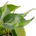 Philodendron 'Brasil' Live Plant – 6" Nursery Pot