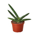 Snake Plant Starfish – view 3