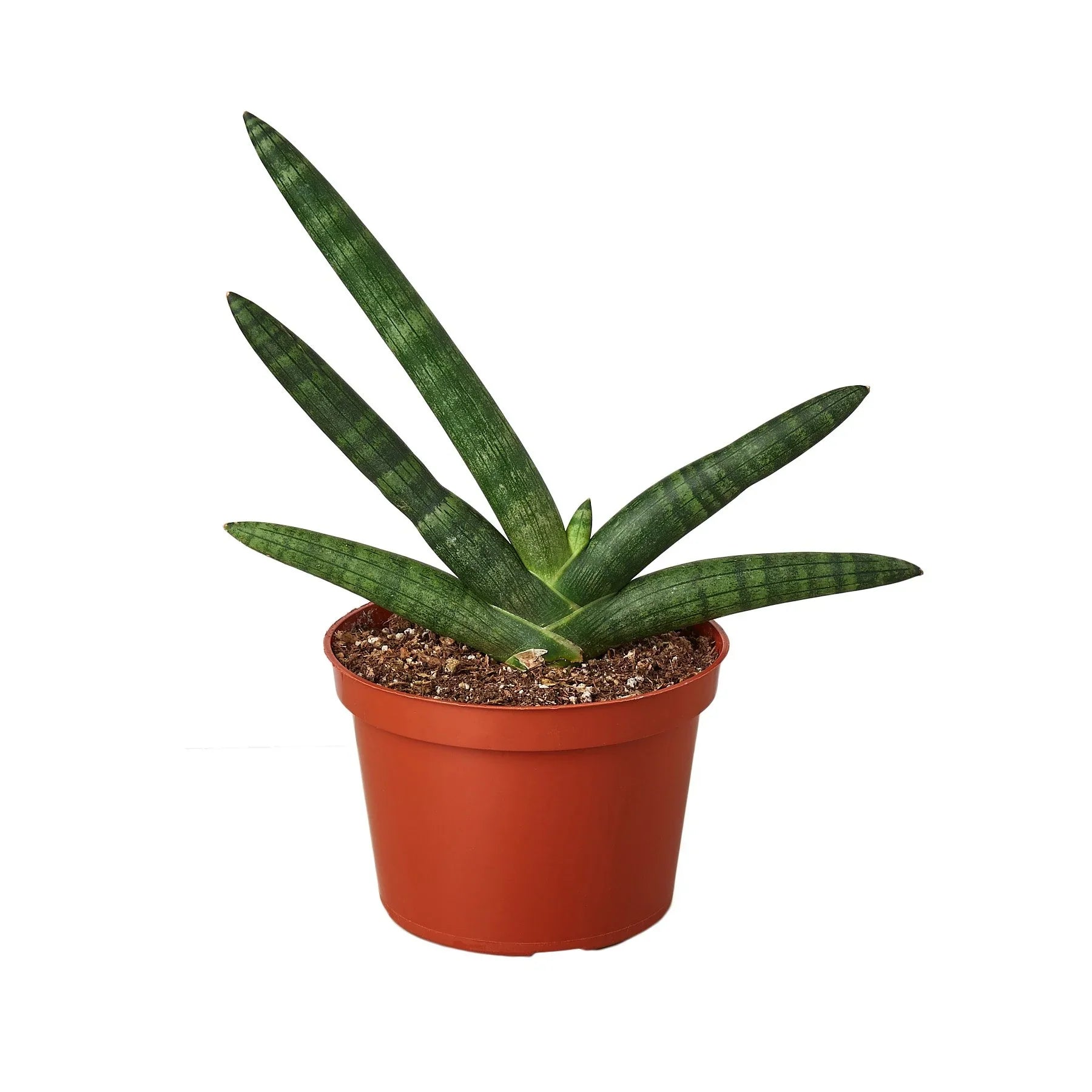 Snake Plant Starfish – view 3