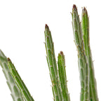 Senecio Stapeliiformis Pickle Plant – view 2