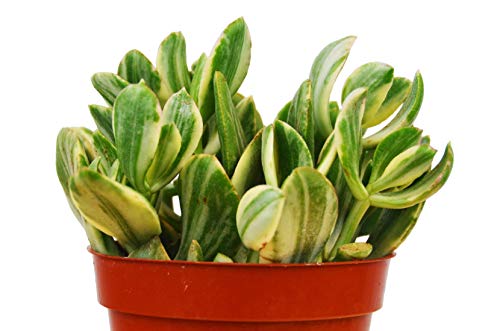 Crassula Ovata 'Variegated Jade' Succulent – view 2