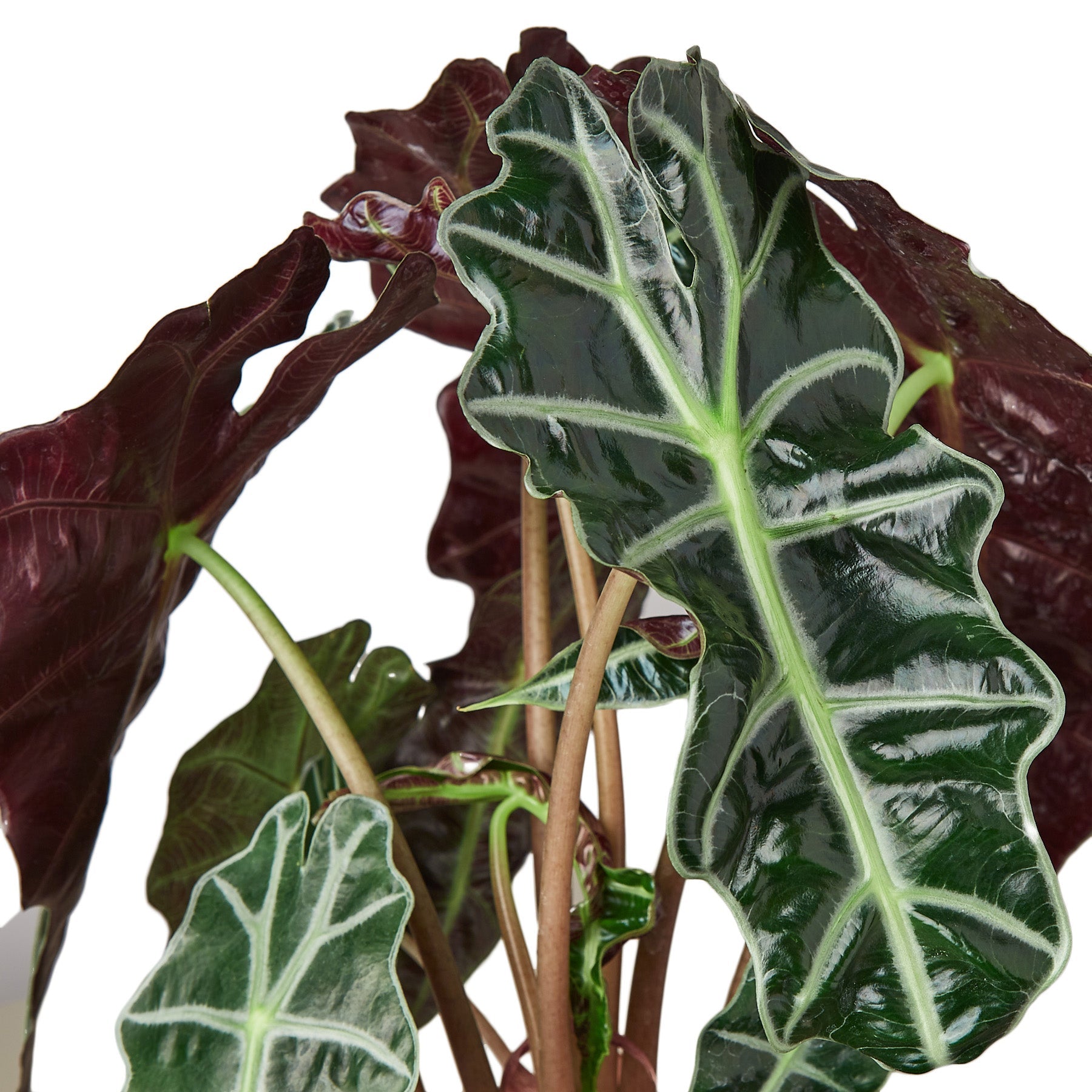 Alocasia Polly 'African Mask' – view 2