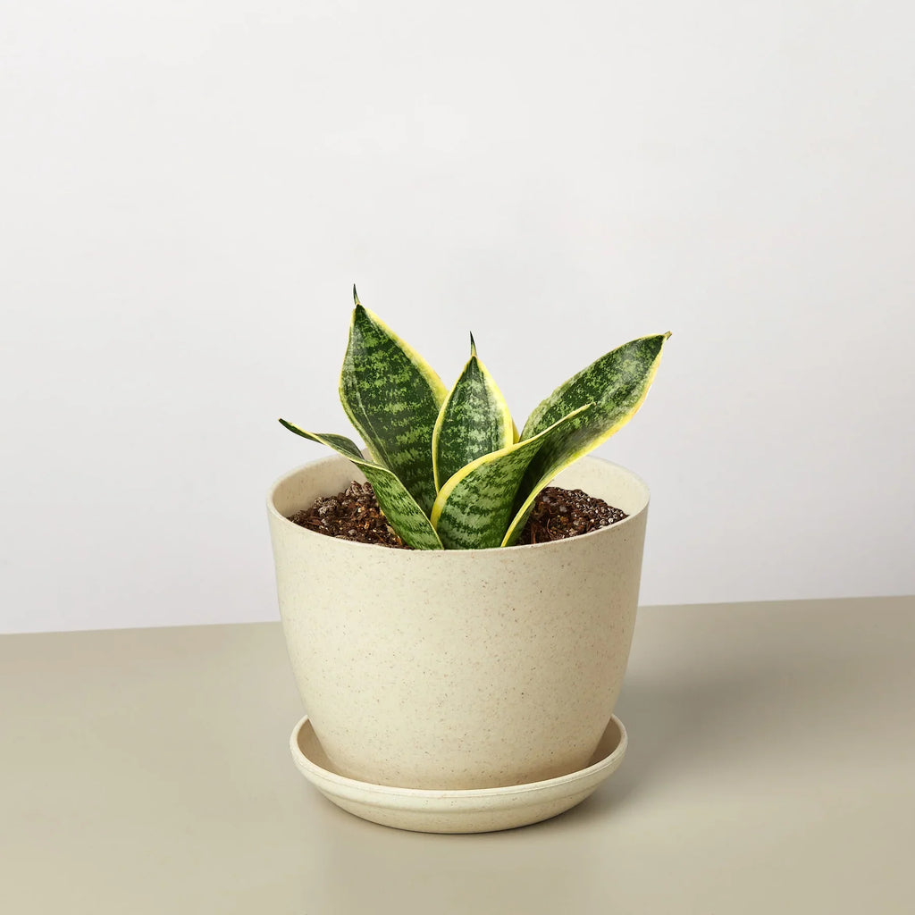 Snake Plant Laurentii Dwarf – view 6