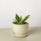 Snake Plant Laurentii Dwarf – view 6