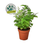 Maidenhair Fern