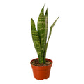 Snake Plant 'Zeylanica' Live Plant – 4" Nursery Pot