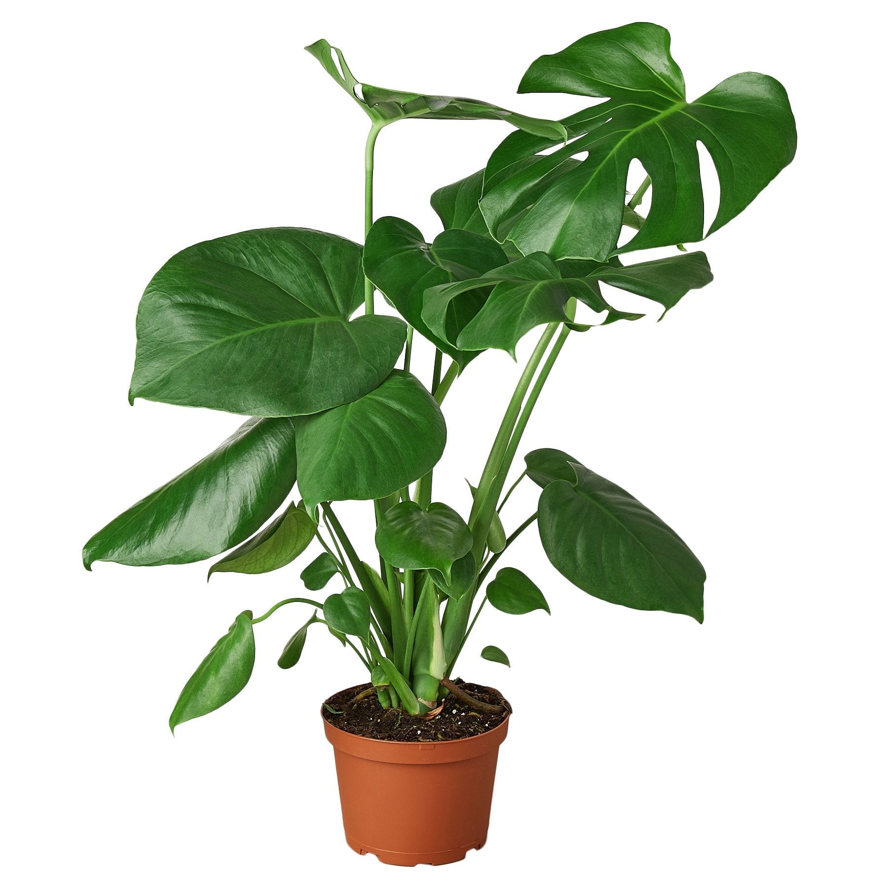 Philodendron Monstera Split-Leaf Live Plant – 6" Nursery Pot