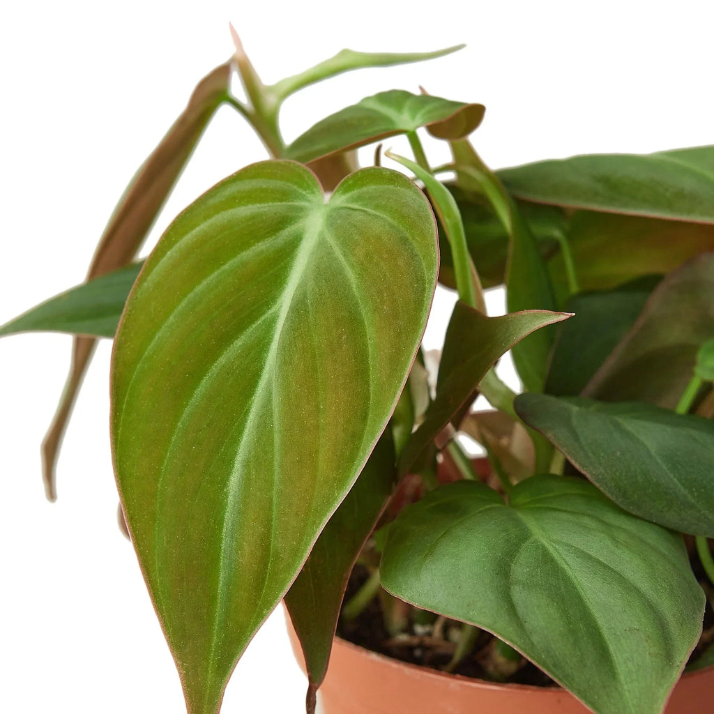 Philodendron 'Velvet' – view 3