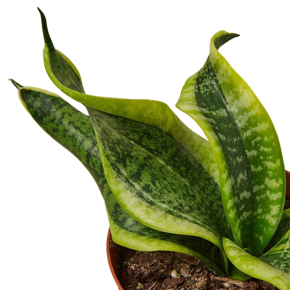 Snake Plant Twist – view 2