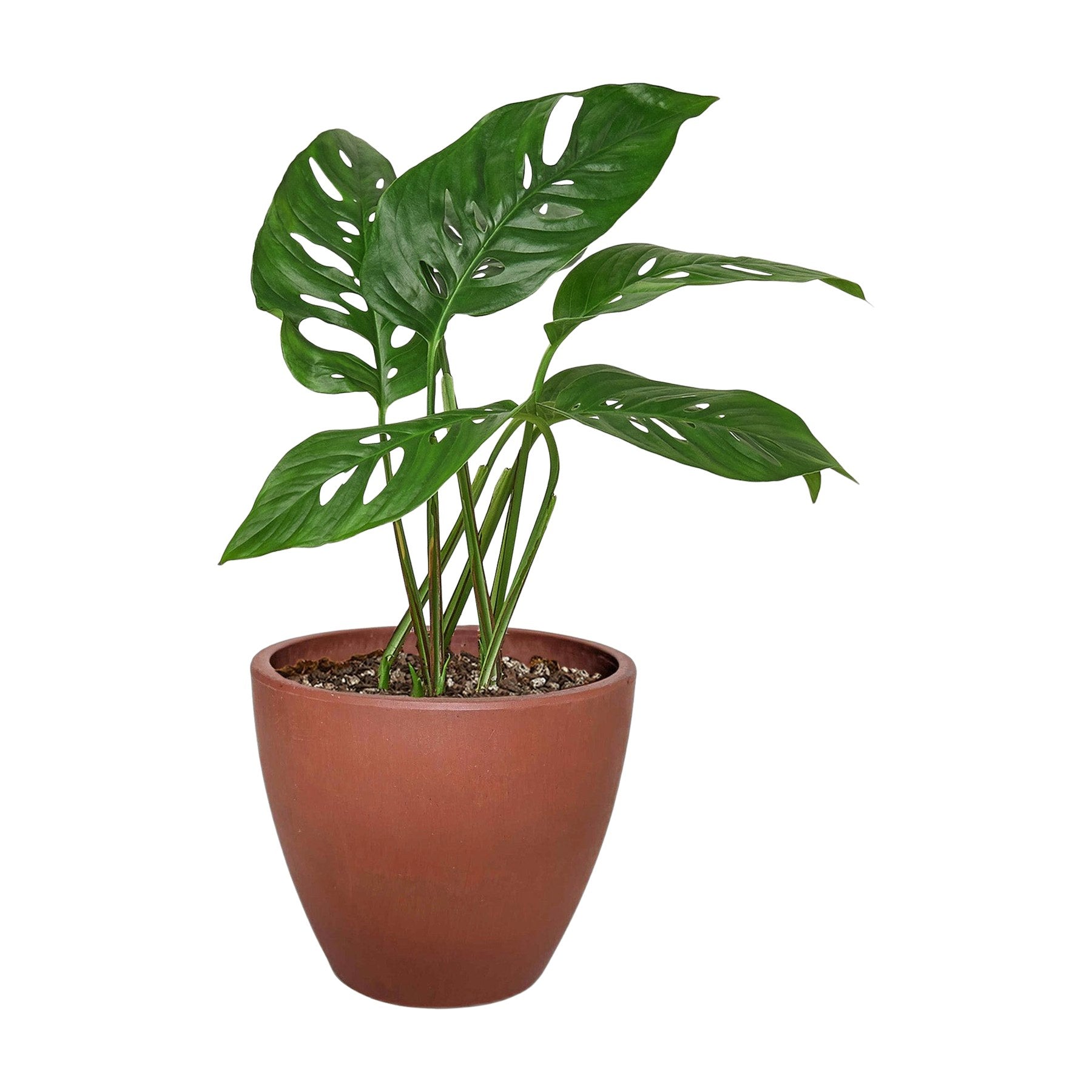 Monstera Adansonii 'Swiss Cheese'