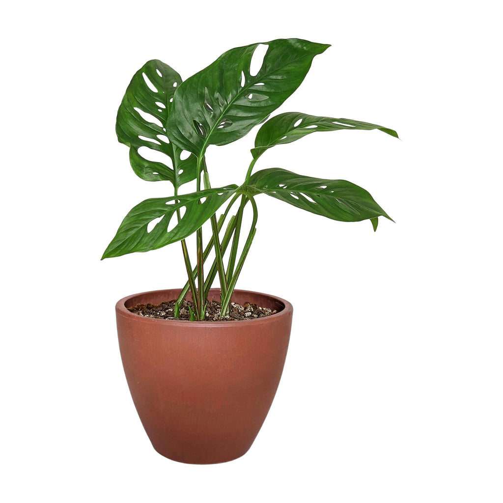 Monstera Adansonii 'Swiss Cheese'