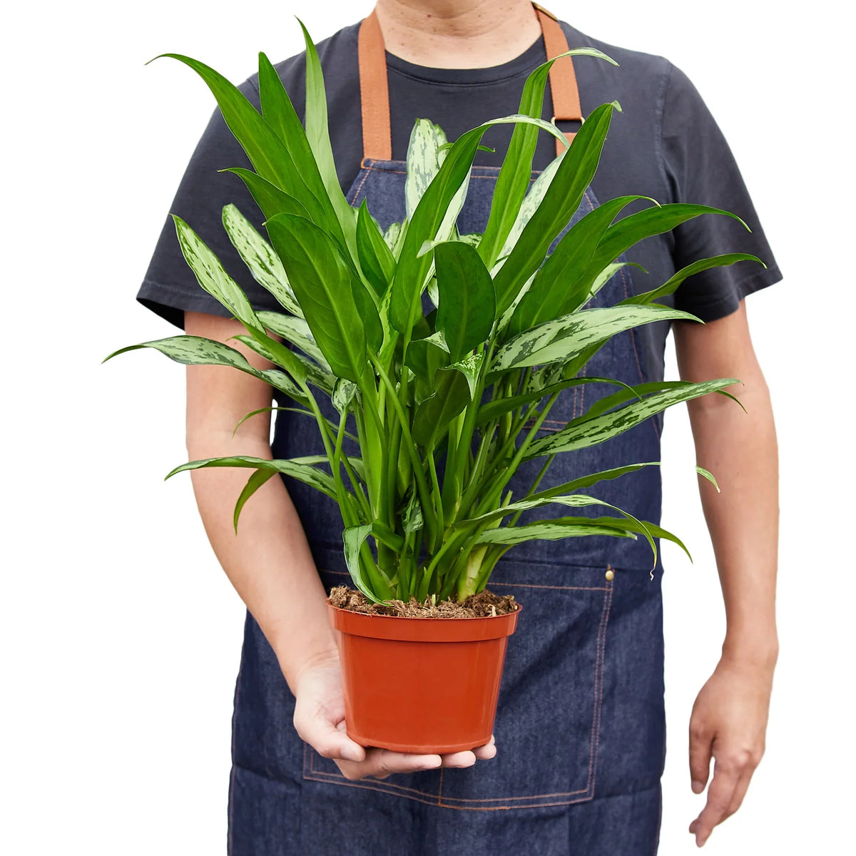 Chinese Evergreen 'Cutlass' – view 3