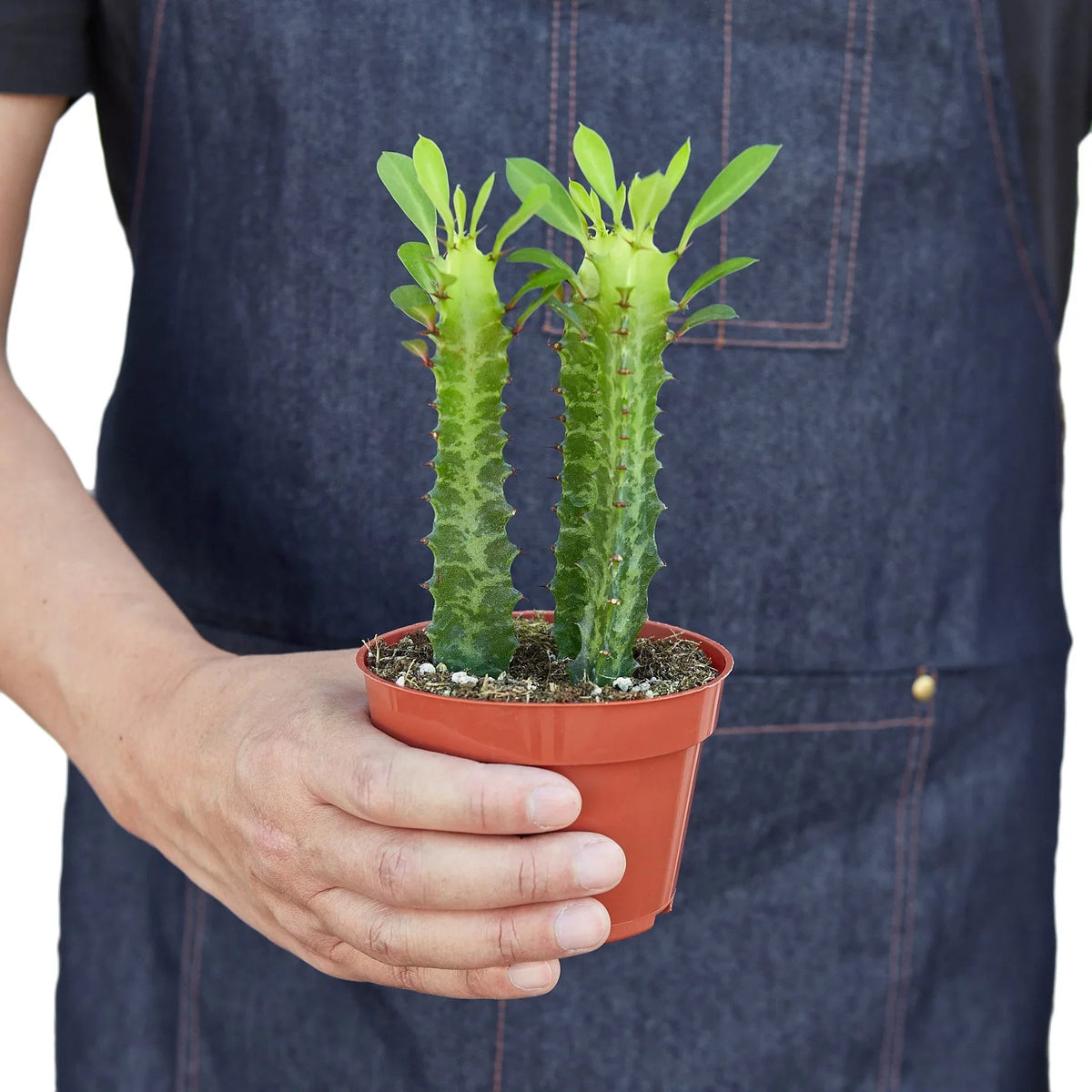 Milkstripe Euphorbia – view 3