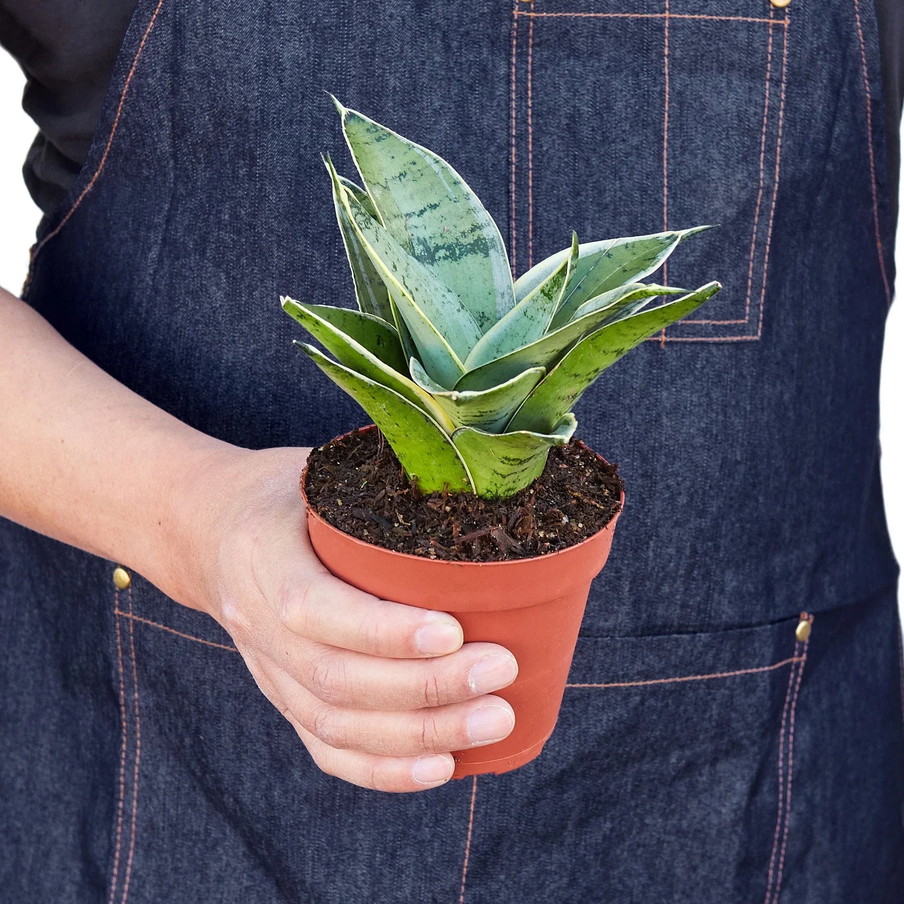 Snake Plant Starlight – view 3