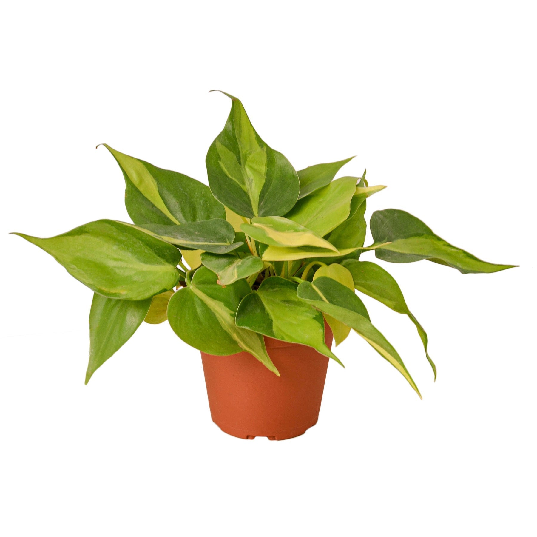 Philodendron 'Brasil' Live Plant – 4" Nursery Pot