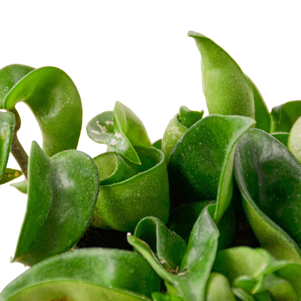 Hoya Rope Plant – view 3