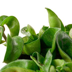 Hoya Rope Plant – view 3