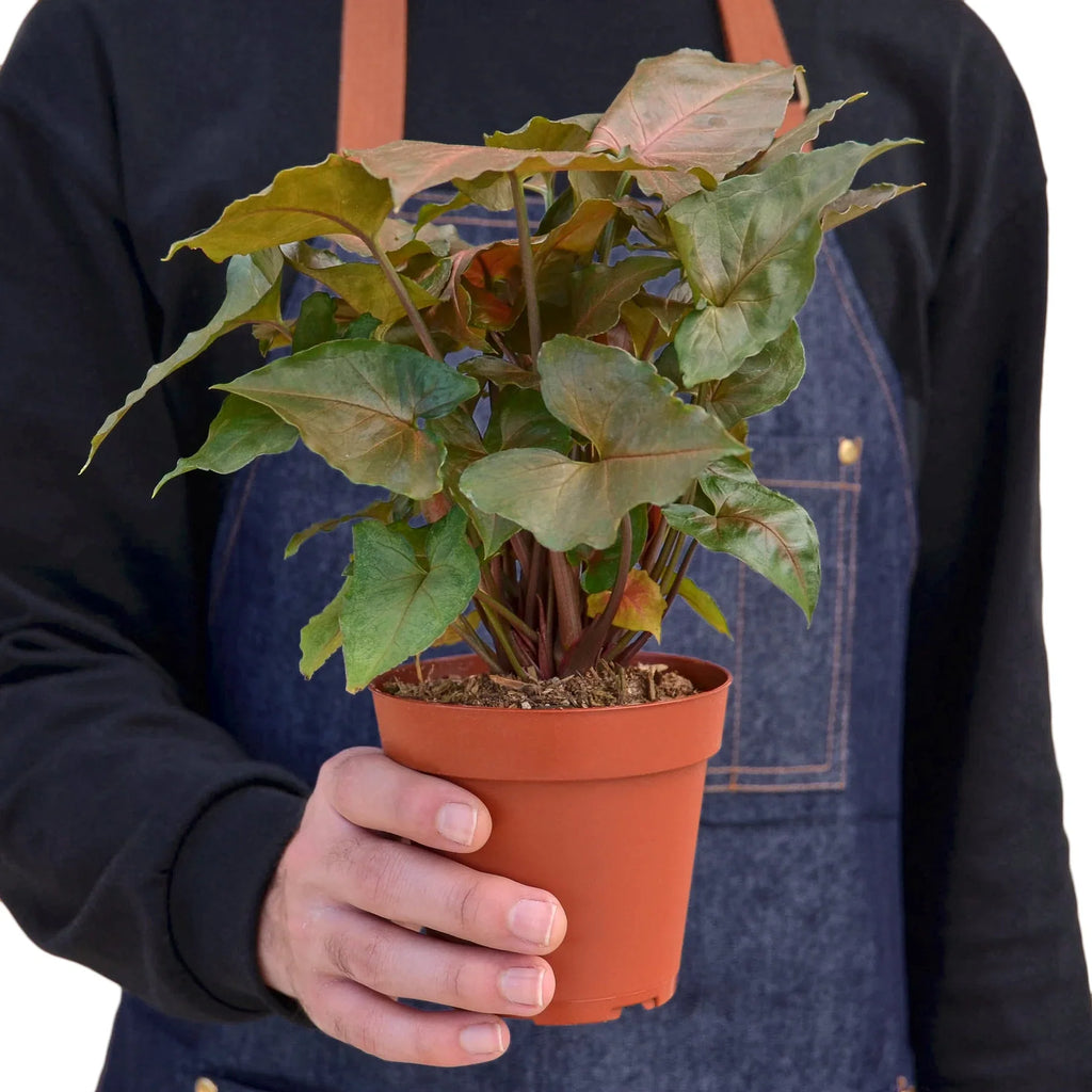 Syngonium Merry – view 3