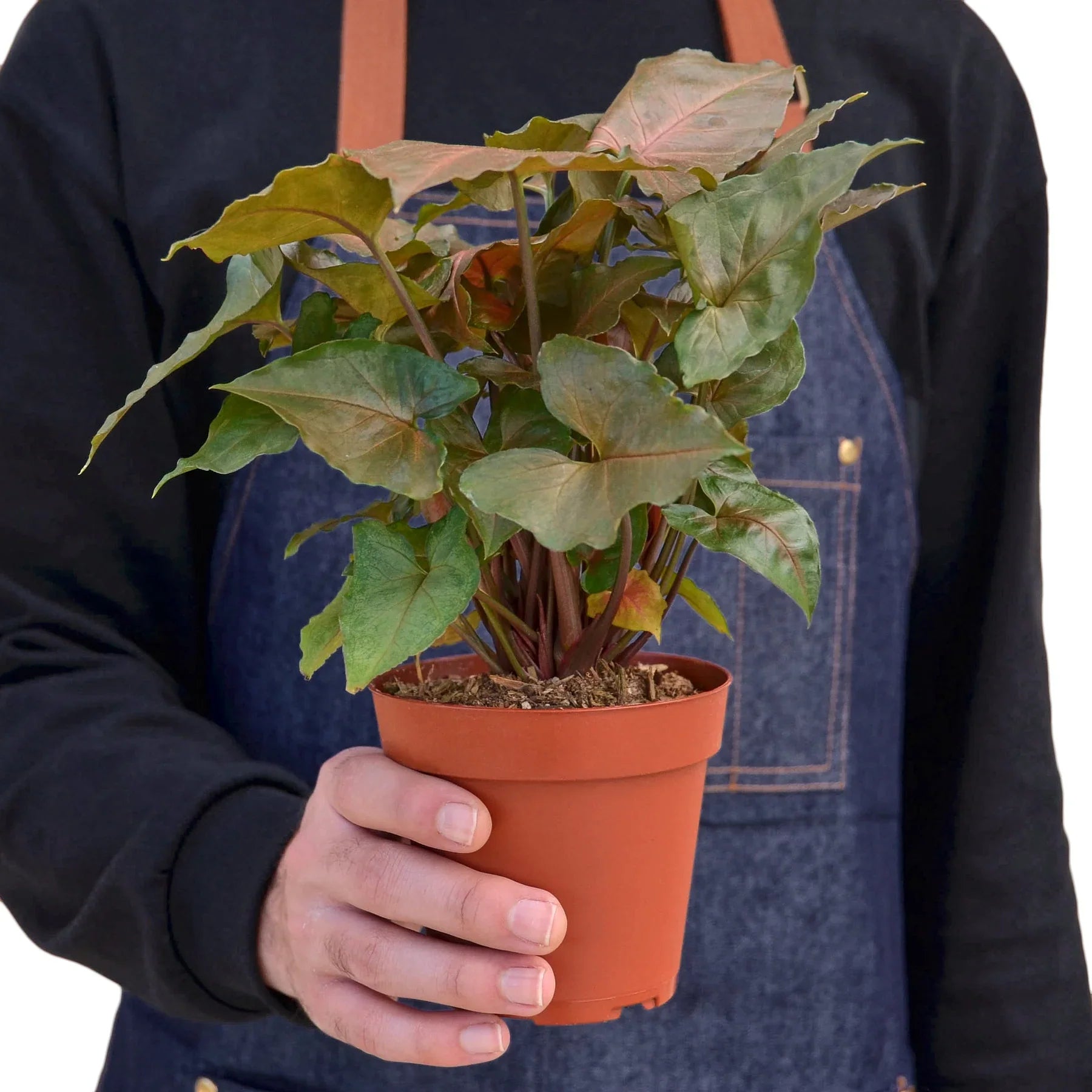 Syngonium Merry – view 3