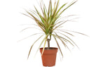 Dracaena 'Red Margined' – view 2