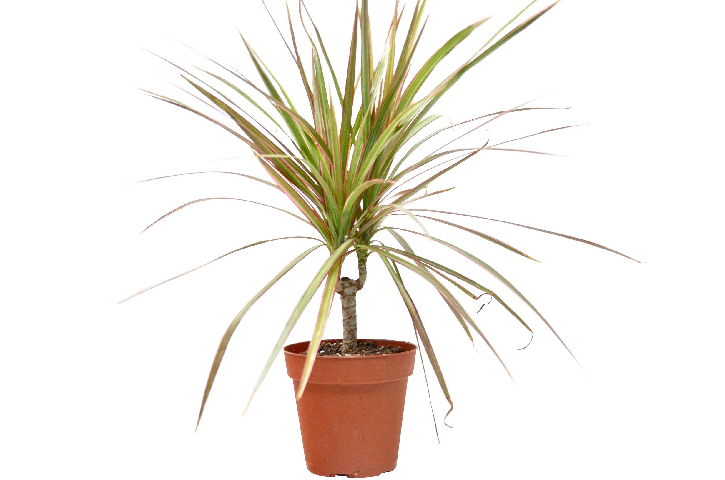 Dracaena 'Red Margined' – view 2