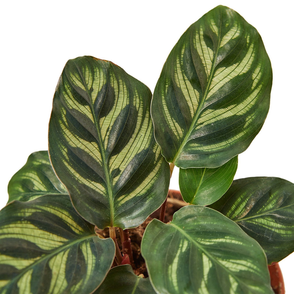 Calathea 'Makoyana' – view 2