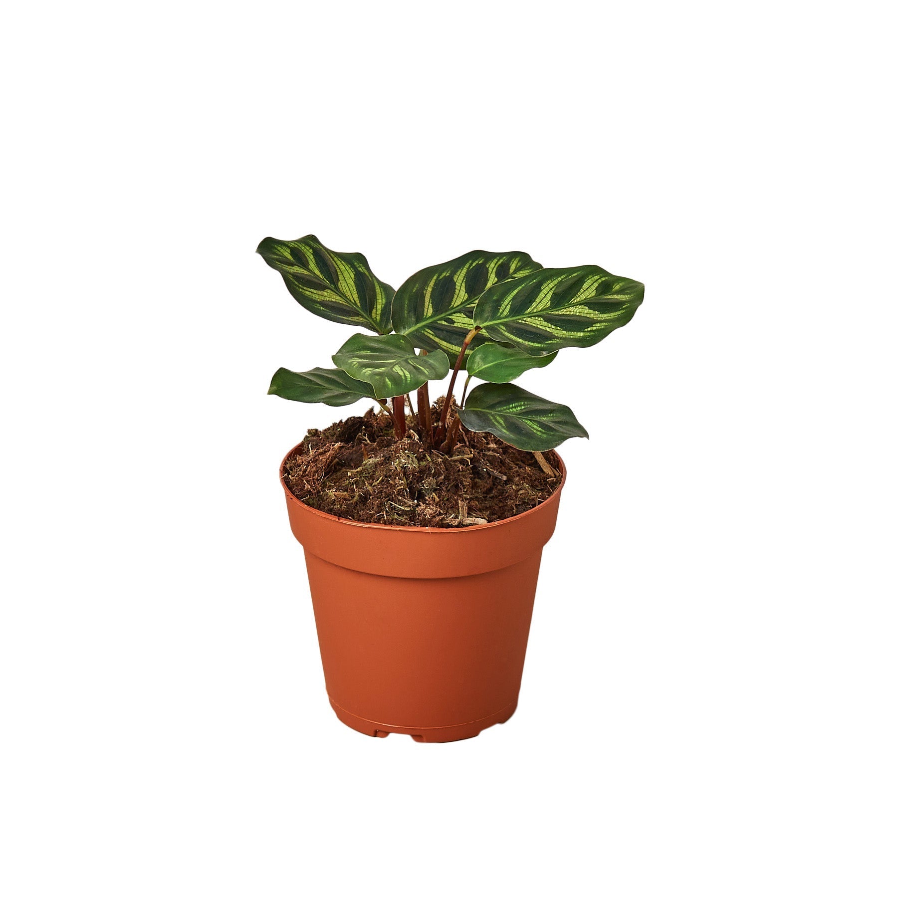 Calathea 'Makoyana' Live Plant – 4" Nursery Pot