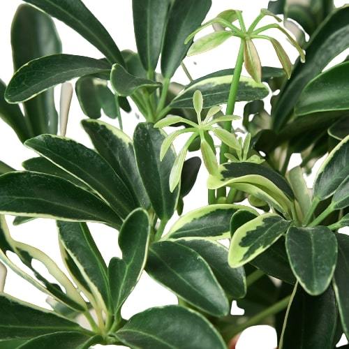 Schefflera Moonlight 'Umbrella Plant' – view 2