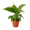 Spathiphyllum 'Peace Lily' Live Plant – 4" Nursery Pot