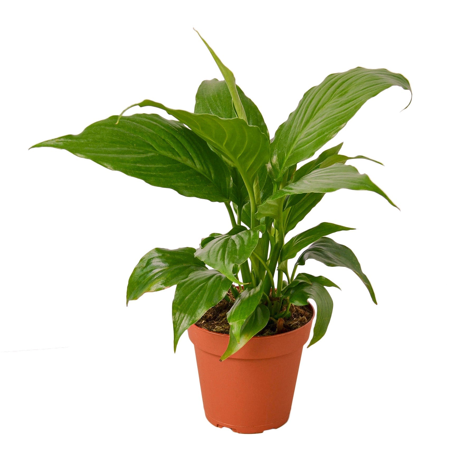 Spathiphyllum 'Peace Lily' Live Plant – 4" Nursery Pot