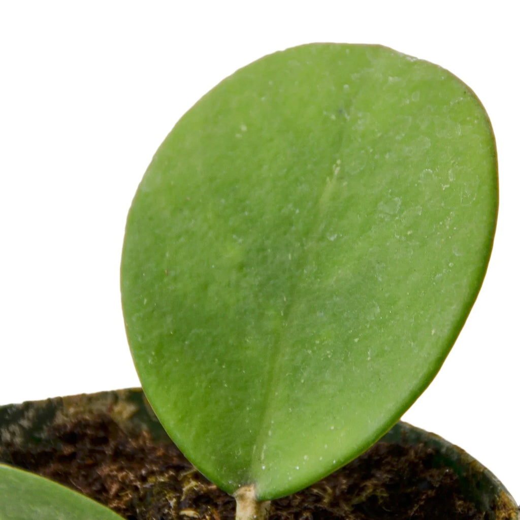 Hoya Obovata – view 2