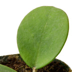 Hoya Obovata – view 2