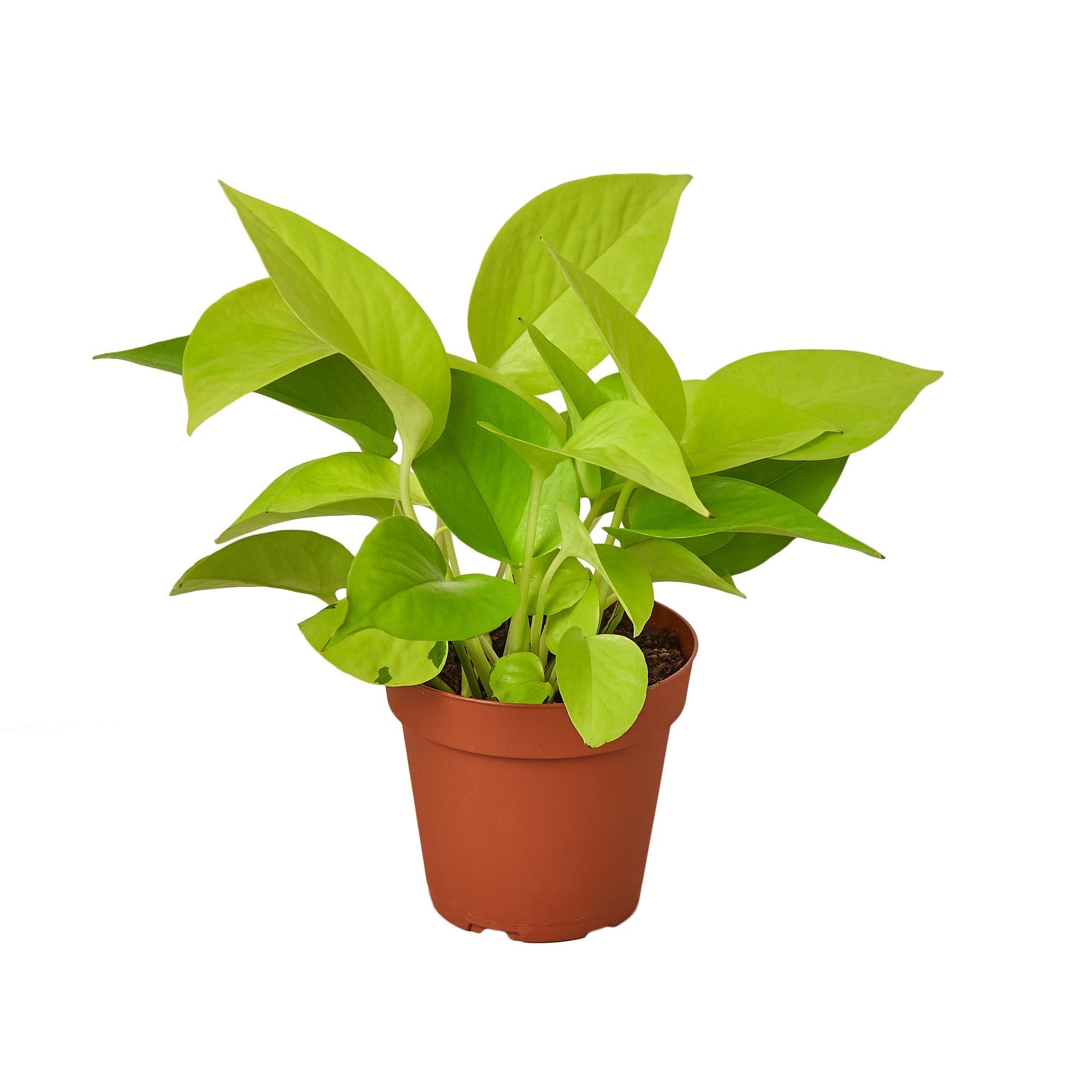 Pothos 'Neon' Live Plant – 4" Nursery Pot
