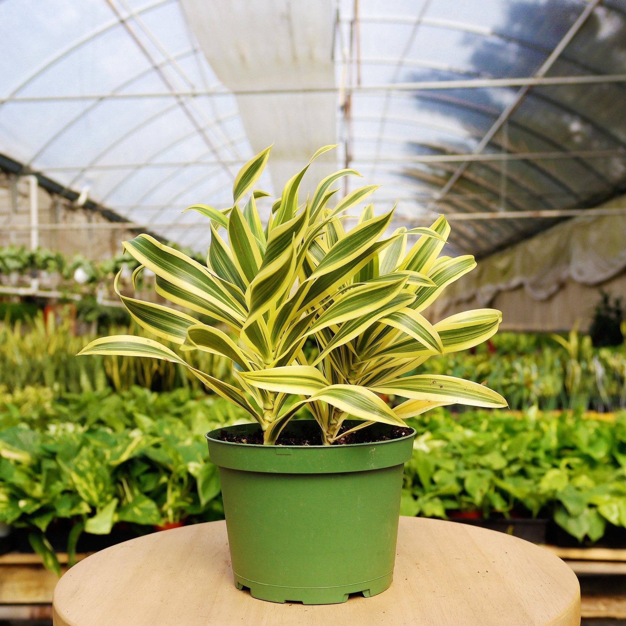 1 Mystery Plant Monthly Subscription Box – view 7