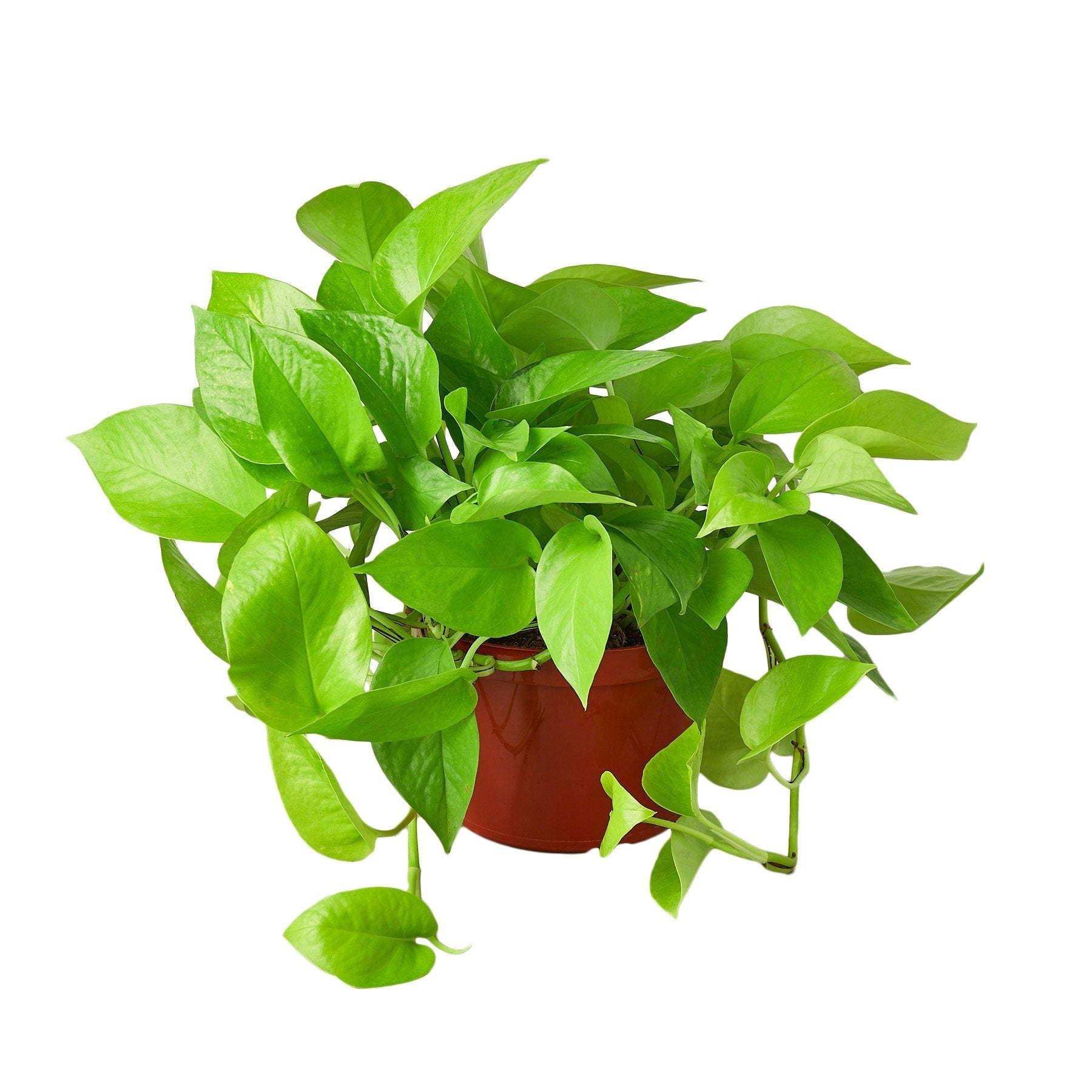 Pothos 'Neon' Live Plant – 6" Nursery Pot