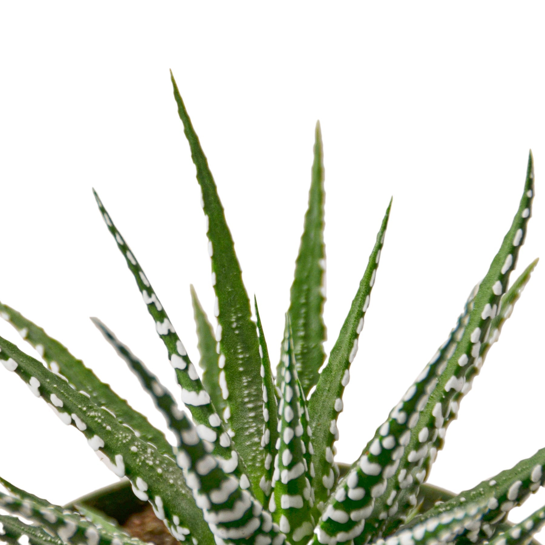 Zebra Succulent Live Plant – 6" Nursery Pot