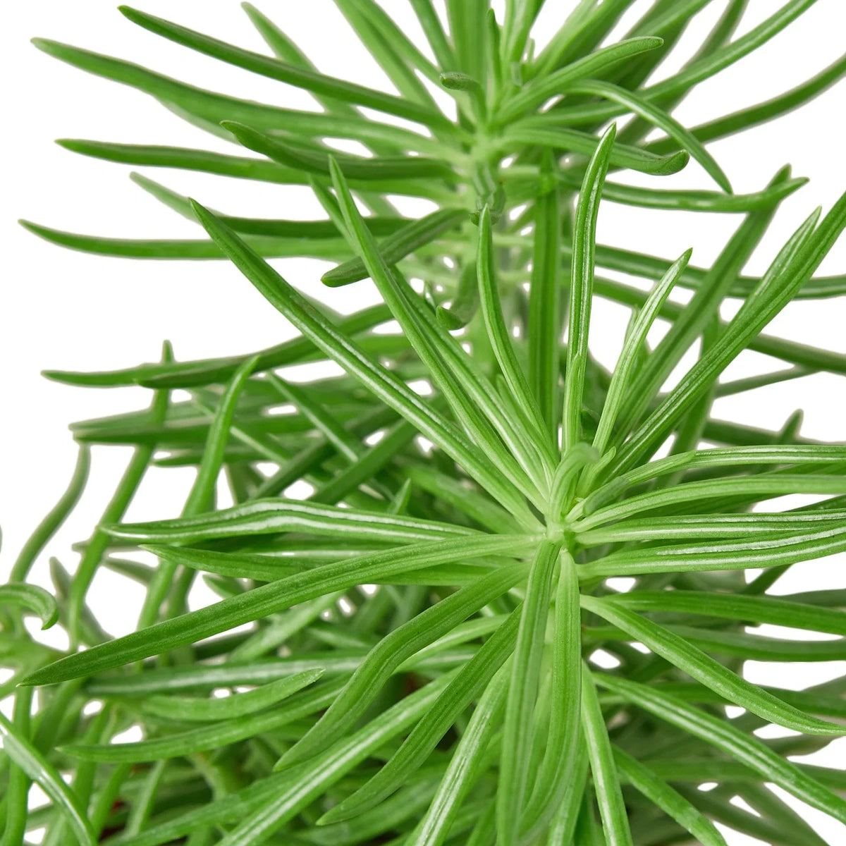 Succulent Senecio 'Himalayan' – view 2