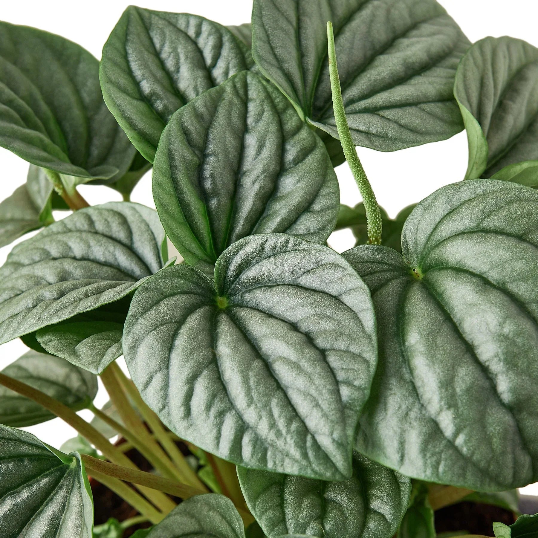 Peperomia 'Frost' – view 2