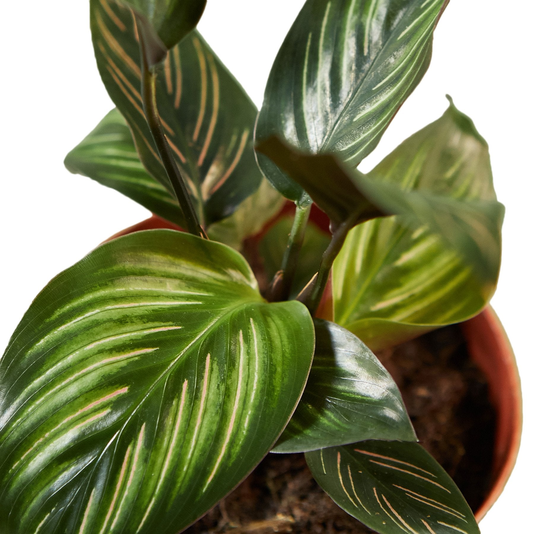 Calathea 'Beauty Star' – view 3