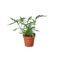 Fern 'Kangaroo Paw'