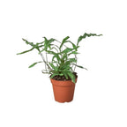 Fern 'Kangaroo Paw'
