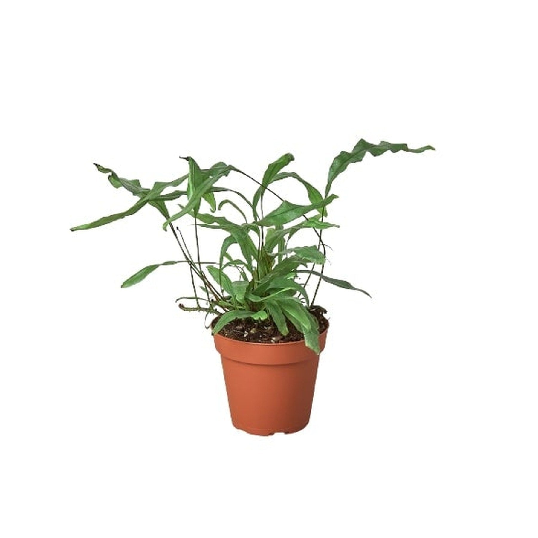 Fern 'Kangaroo Paw'