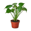 Monstera 'Split-Leaf'