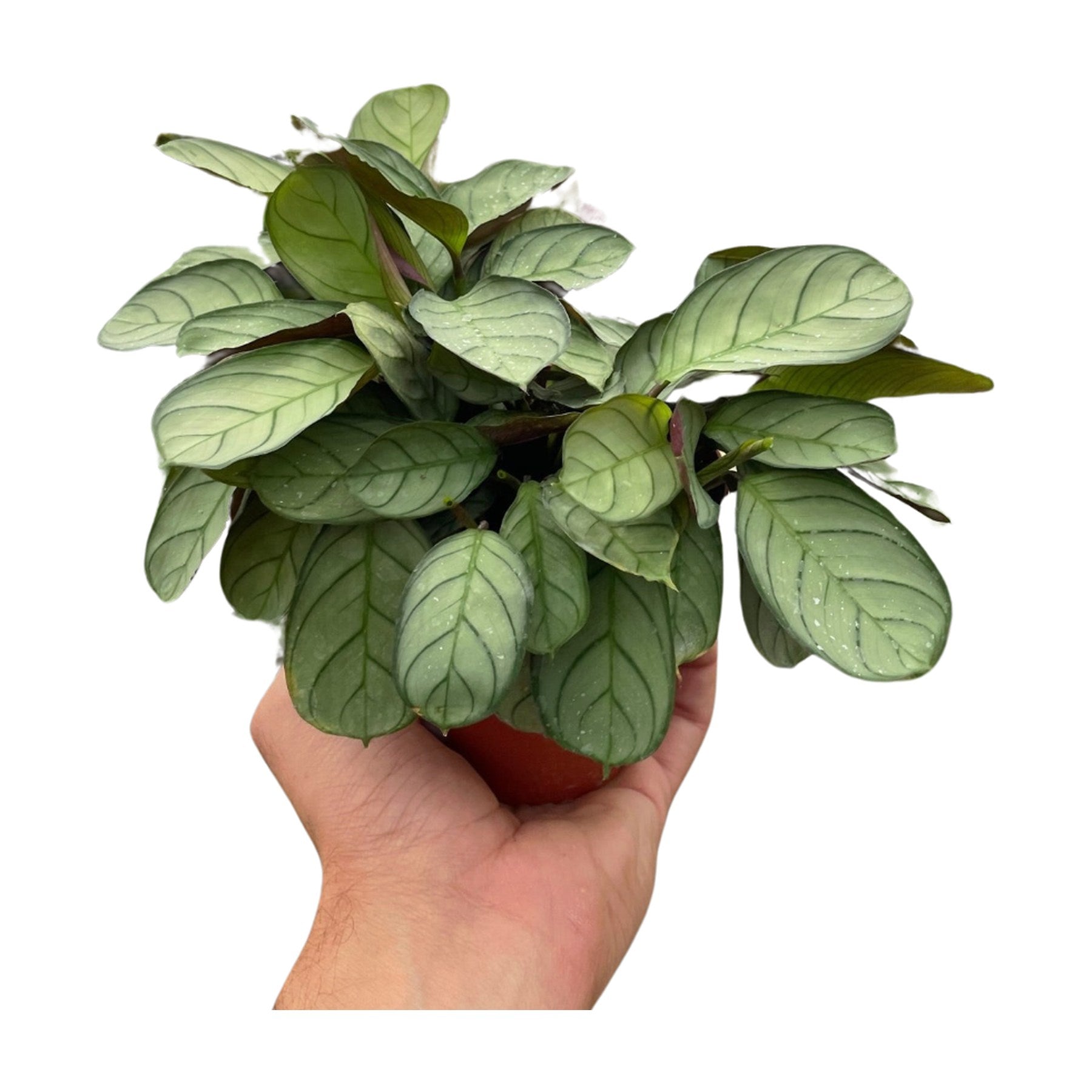 Ctenanthe burle-marxii 'Amagris'