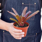 Bromeliad 'Fireball' – view 3