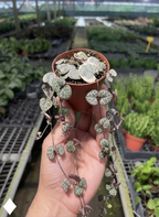 Succulent 'String of Hearts' – view 3